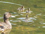 SX14872 Duck and ducklings in Park Sonsbeek, Arnhem, The Netherlands.jpg